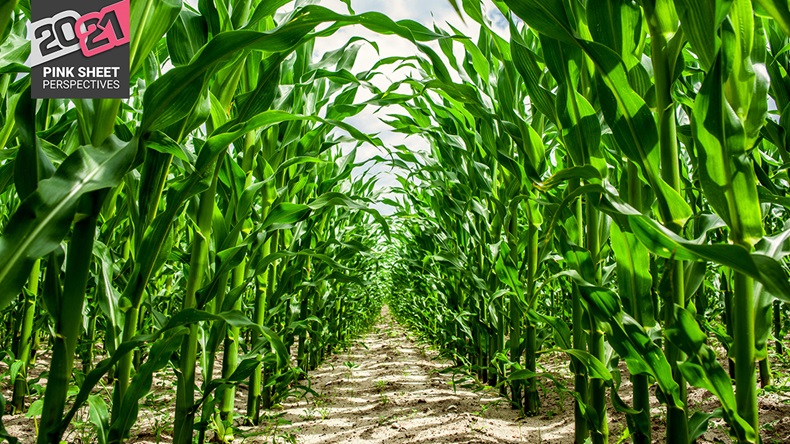 High corn crops on a row