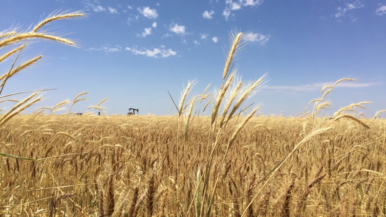 wheat prairie with pump jack on the horizon, Texas, USA
