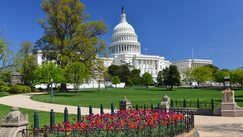 US Capitol building framed by tulips in spring