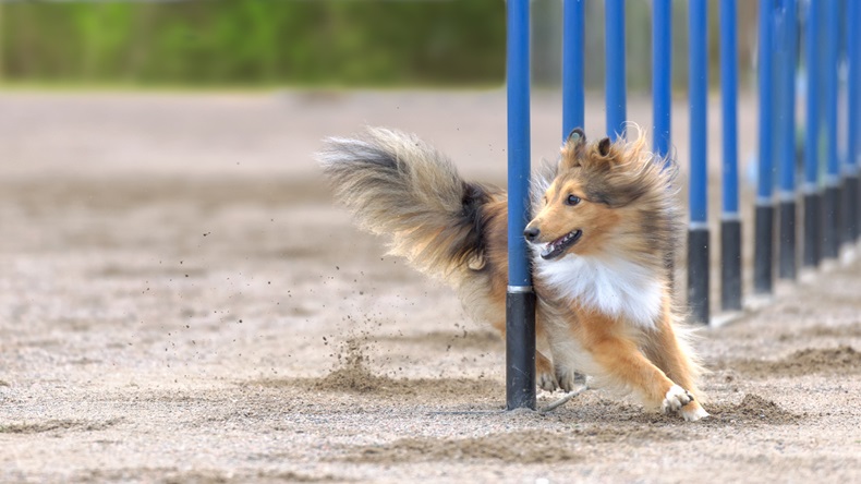 Shetland Sheepdog in agility slalom. Sized to fit for cover image on popular social media site.