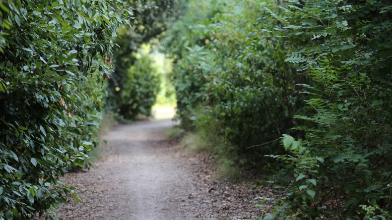 Outdoor view of a narrow pathway covered by gravel in a public garden. Leading way limited by green scrubs and branches. Natural image in a french park.