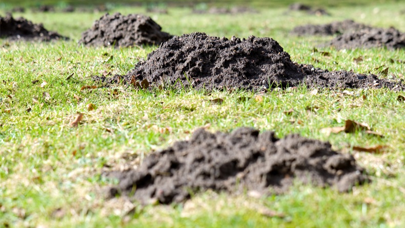 assorted molehills