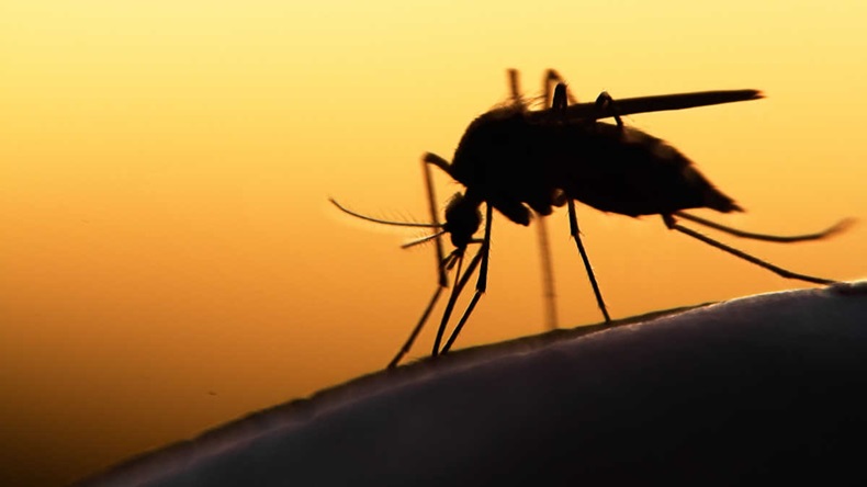 mosquito on human skin at sunset