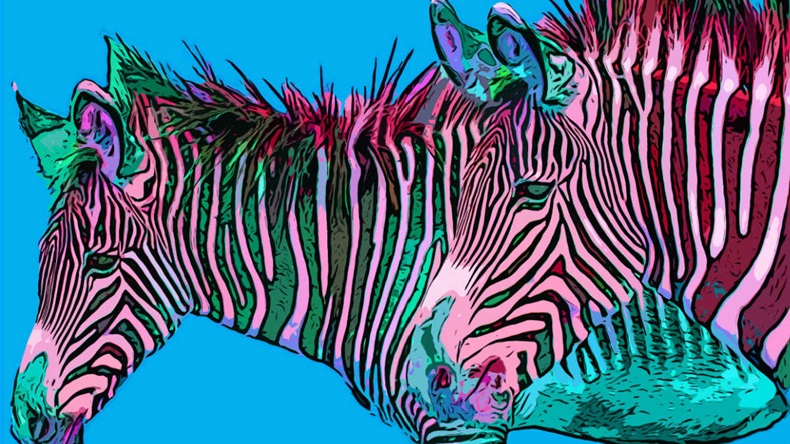 colorful zebras