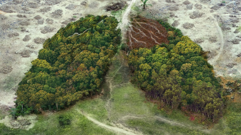 Deforestation depiction with forest shown in shape of human lungs 
