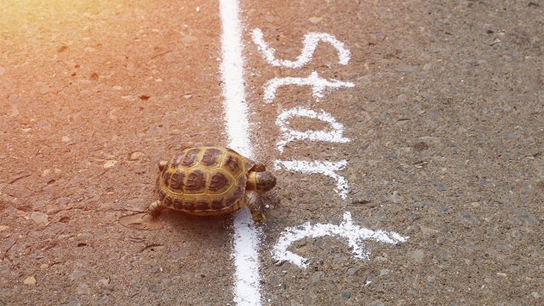 Tortoise-at-start-line