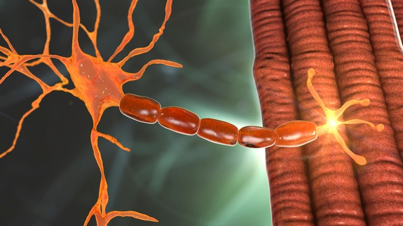 Motor neuron connecting to muscle fiber, 3D illustration. A neuromuscular junction allows the motor neuron to transmit a signal to the muscle