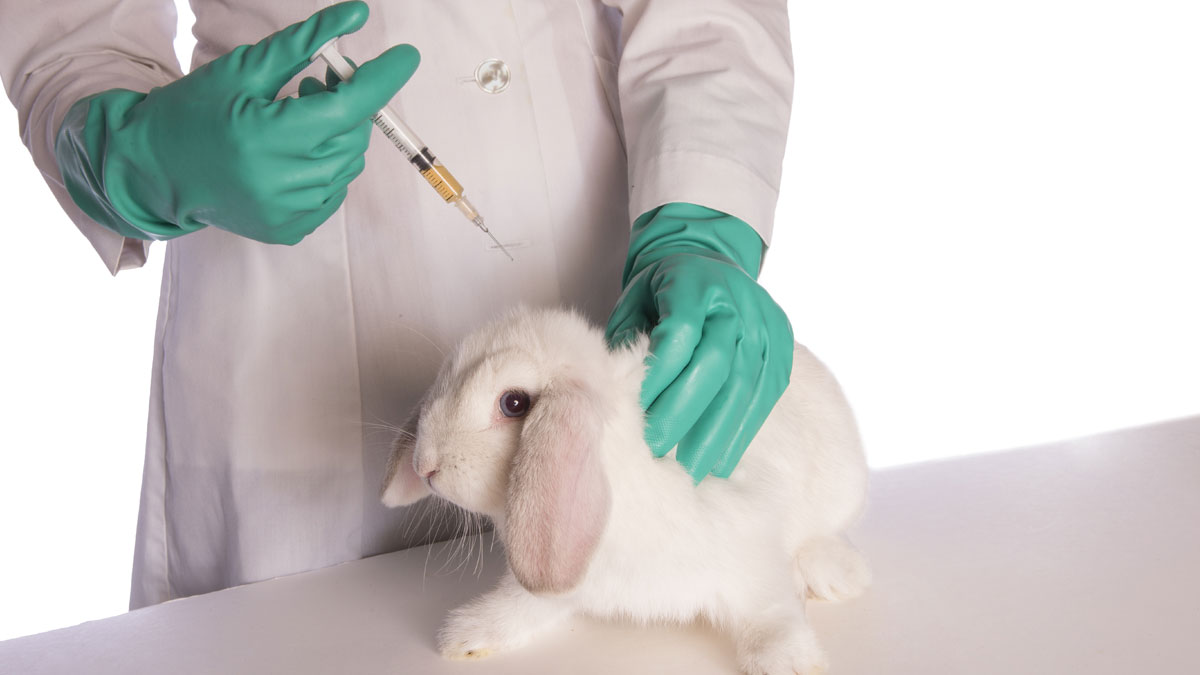Вакцине в домашних условиях. Лабораторные кролики. Лабораторные животные кролики. Ветеринария кролик.