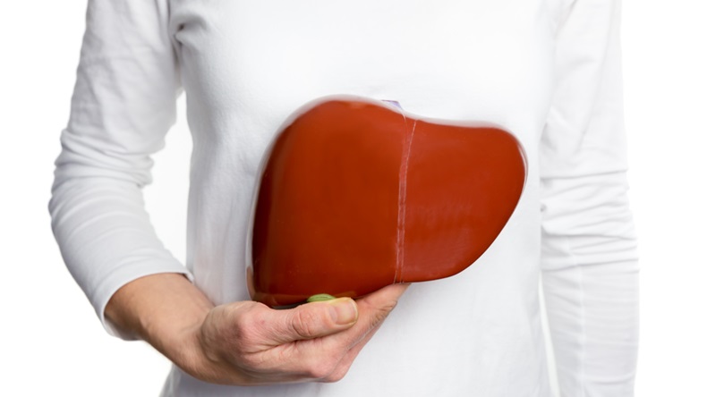 Female person holding red human liver model at white body