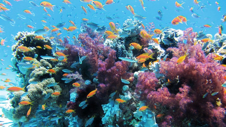 Hawaii Coral Reef