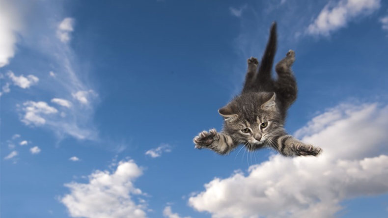 Young kitten jumps and glide through the air