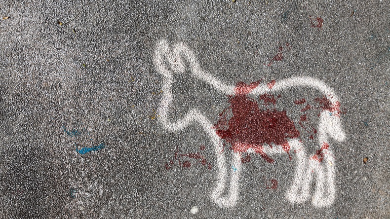Crime scene chalk tracing of a donkey with blood stain on a tarmac pavement, for the political concept: The Democrat Donkey is dead.